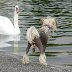 A swan and Dasha