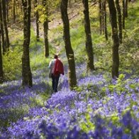 Welsh Bluebell Wood