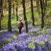 Welsh Bluebell Wood