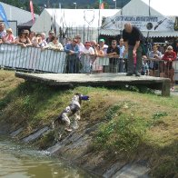 Gun Dogs