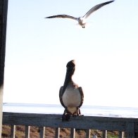 A Seagull, A Pelican, And I