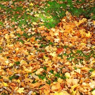 Leaves in Treorchy Park