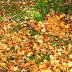 Leaves in Treorchy Park