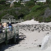 Simonstown Cape Penn. S.A.