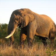 Kruger NP S.A.