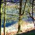 Trees on Mynydd Maendy