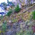 Overgrown quarry above Treorchy