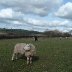 carreg cennen 040