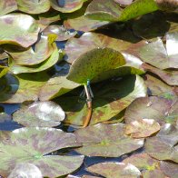 Rococo Gardens, Gloucester