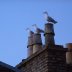 Gulls At Dawn