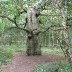 A Tree In Sherwood Forest