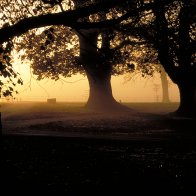 Veteran Trees Dinefwr Park at Sunrise