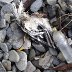 debris , Llangrannog © Diane Walkey 2010