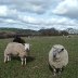 carreg cennen 152