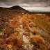 Life Path