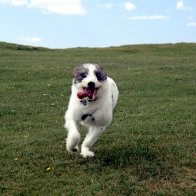 Sam @ 3 Cliffs Bay Gower Swansea (9)