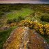 Ancient Stones Covered