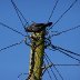 Bird on a wire