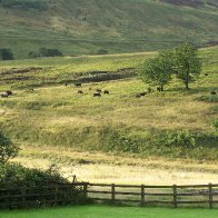 Welsh Black Cattle