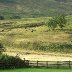 Welsh Black Cattle