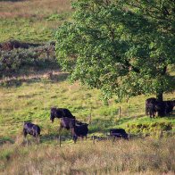 Welsh Blacks