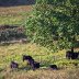 Welsh Blacks