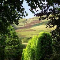 Bwlch through the trees