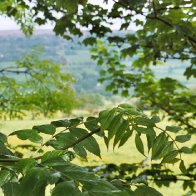 Abergavenny Leaves