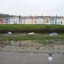 Aberaeron, the harbour