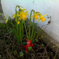 Little Dragon, Little Daff