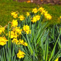 St Fagans March (111)