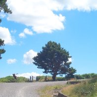 MYNYDD Tree Maendy