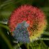 Dandelion Clocks...