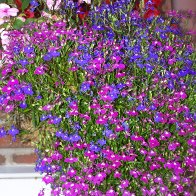 Flowers in Cwmparc