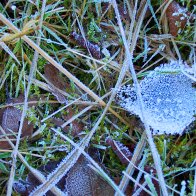 Frost and grass