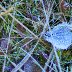 Frost and grass