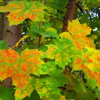 LEAVES IN PENCAI TERRACE