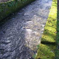 Moss Lichen and water