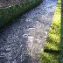 Moss Lichen and water