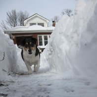 Piper blizzard 2011