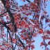 IMG_0068