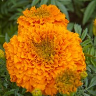 Flowers in Cyfarthfa Castle