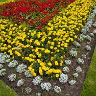 Flowers in Cyfarthfa Castle