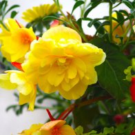 Flowers in Cyfarthfa Castle