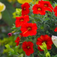 Flowers in Cyfarthfa Castle