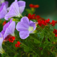 Flowers in Cyfarthfa Castle