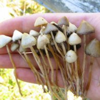 Freshly-Picked-Shrooms