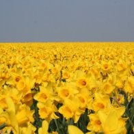 Welsh Dafodils