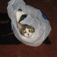 Nothing much to say right now...so here's a cat in a bag.