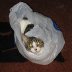 Nothing much to say right now...so here's a cat in a bag.